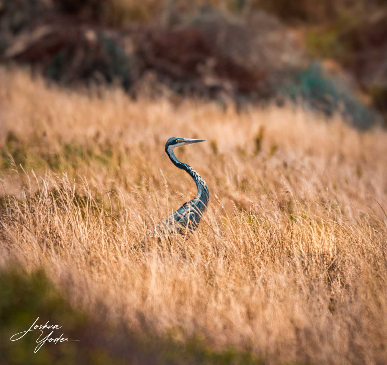 20250107-_SAF4949Capetown7th