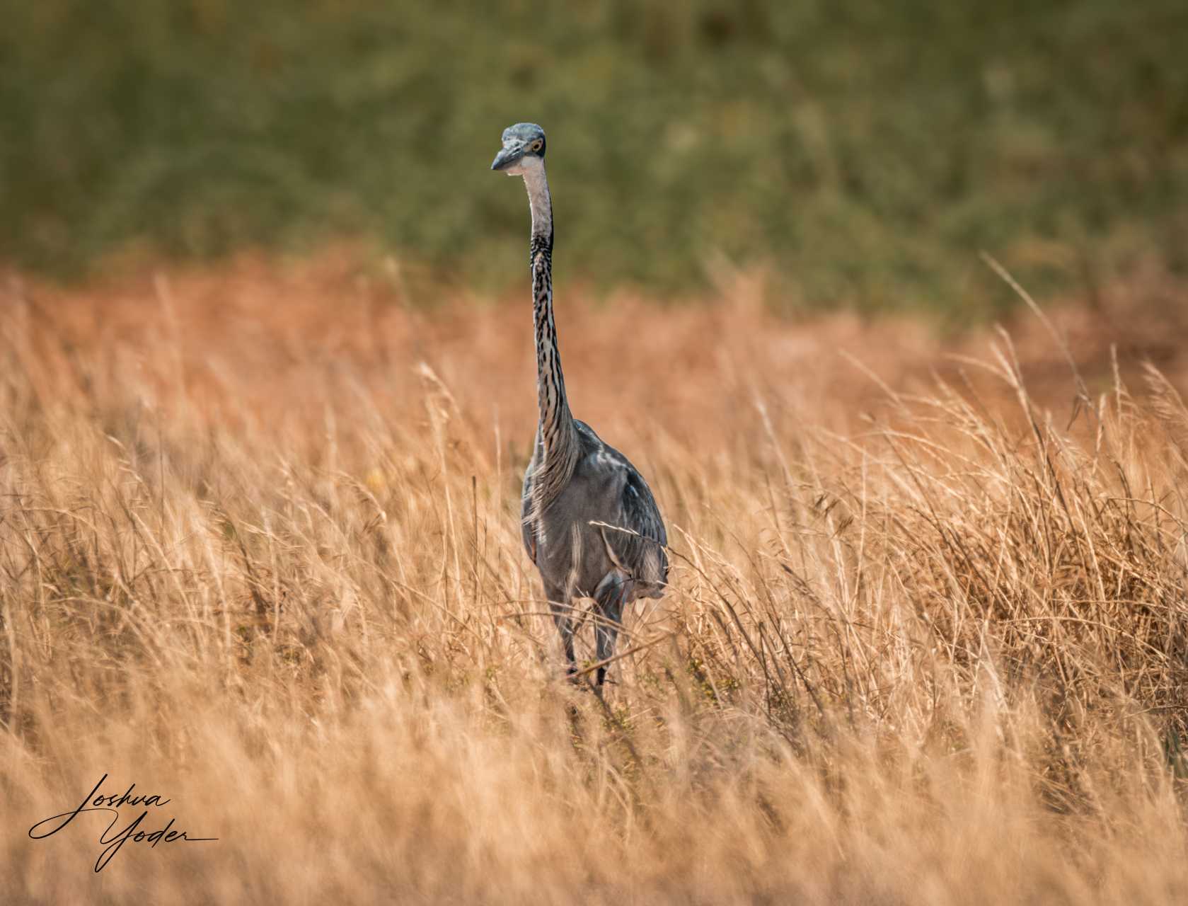 20250107-_SAF5063Capetown7th