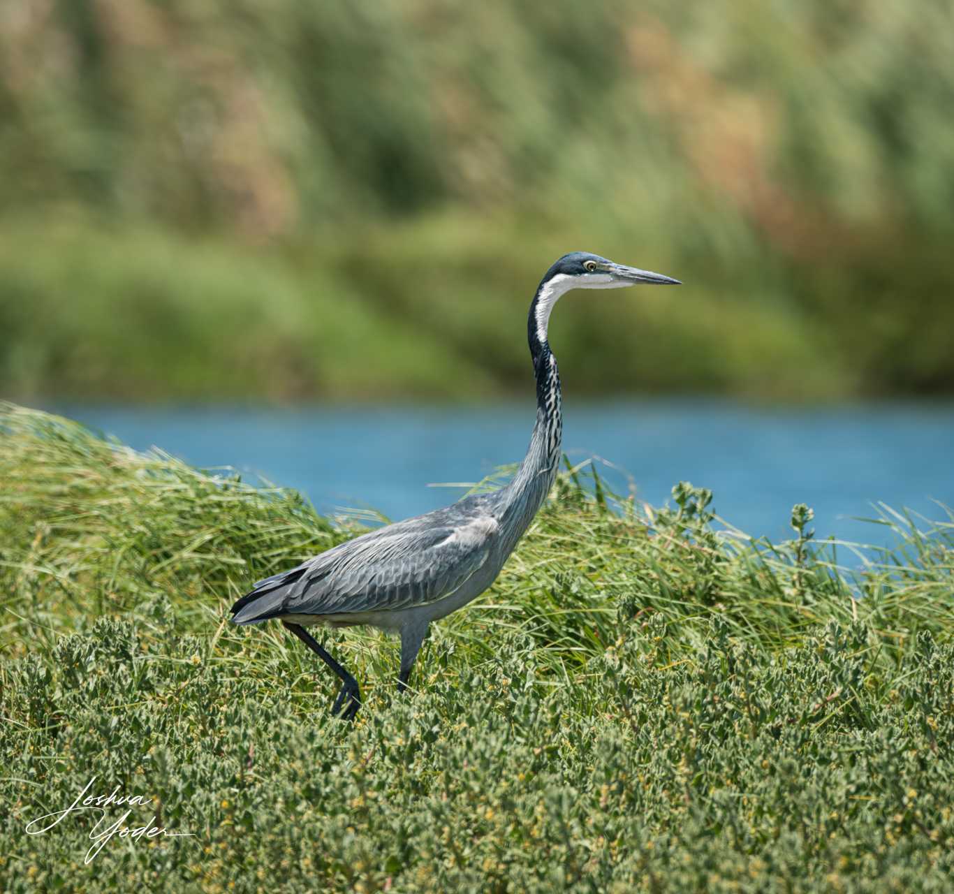 20250107-_SAF5156Capetown7th