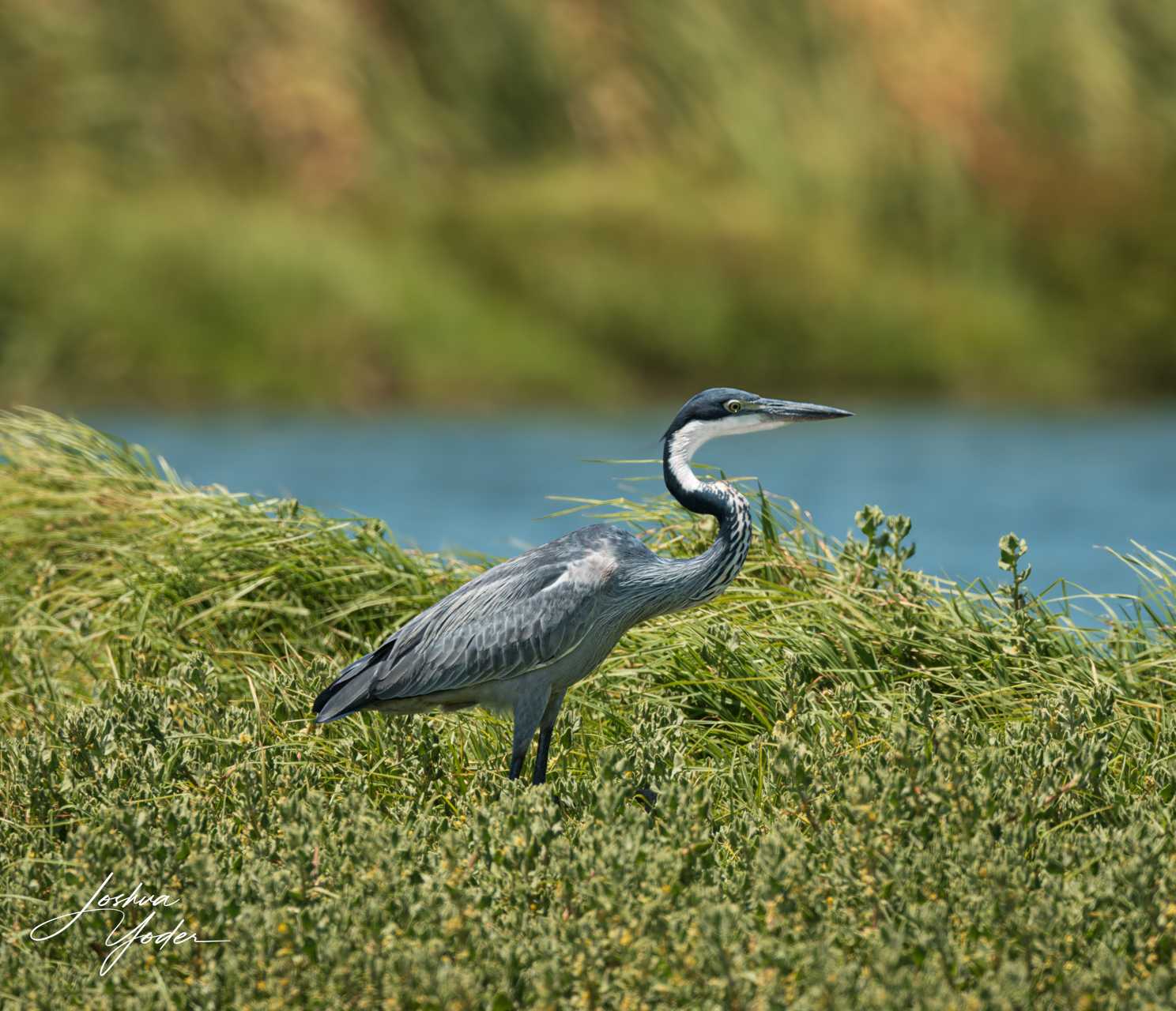 20250107-_SAF5172Capetown7th