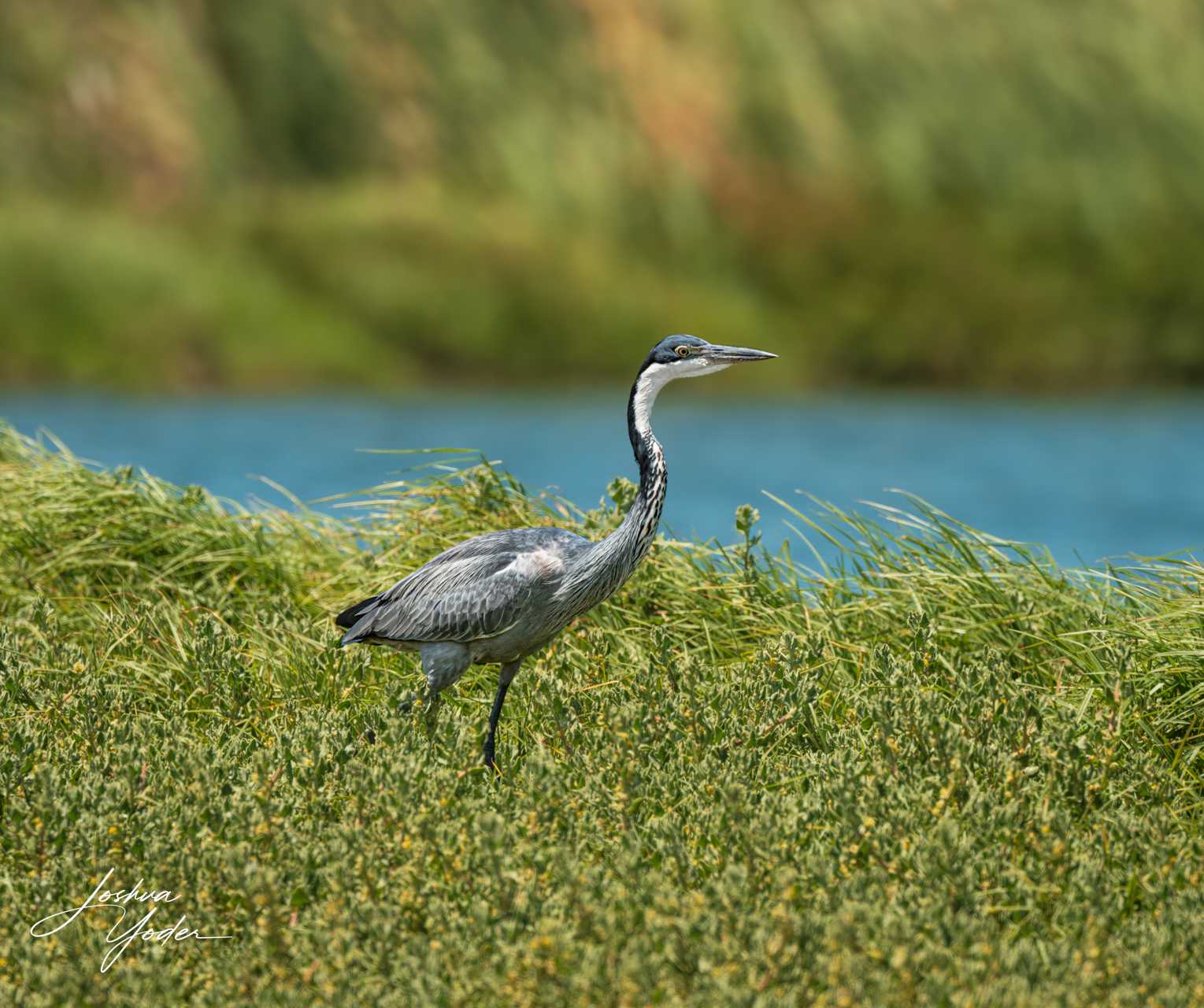 20250107-_SAF5187Capetown7th