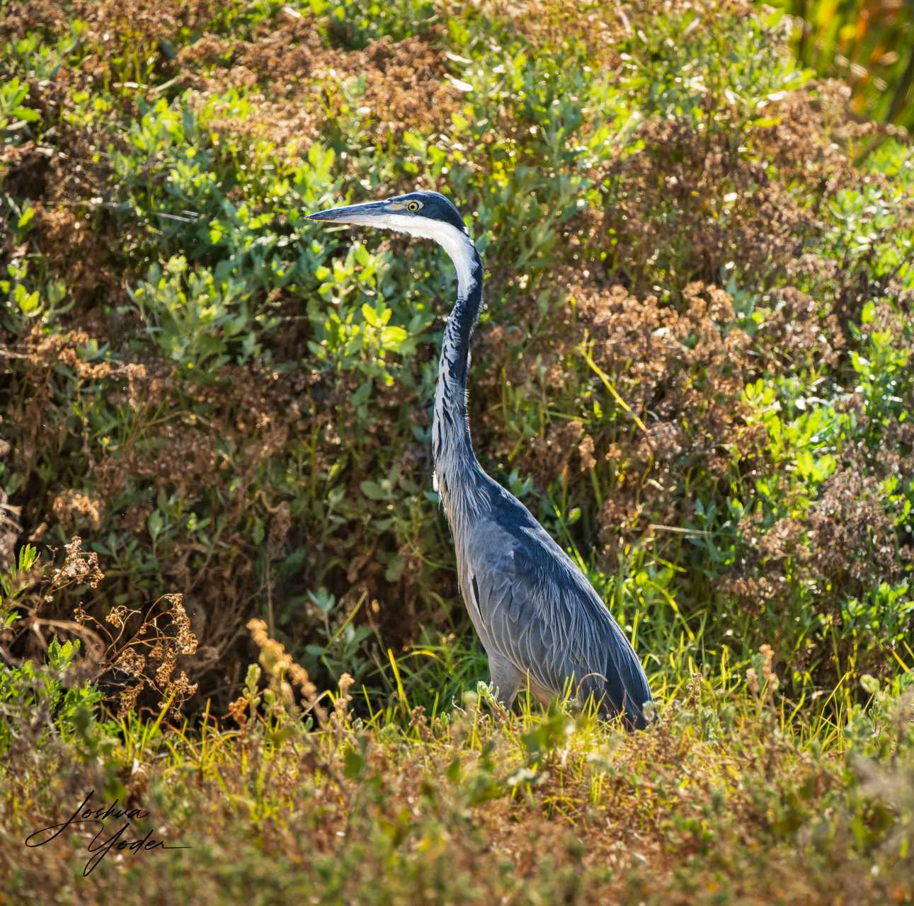 20250107-_STA0644Capetown7th