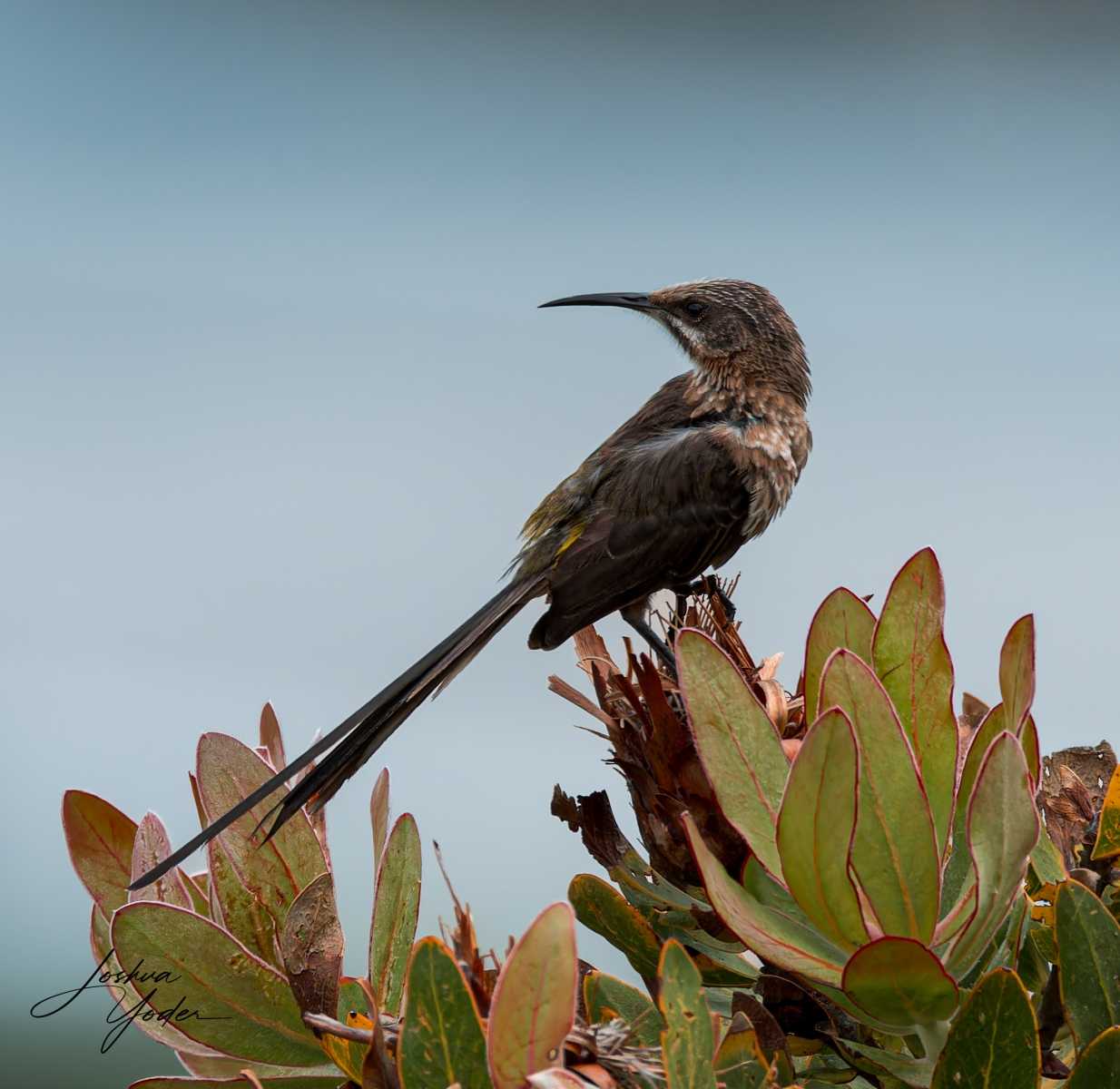 20250108-_SAF9677Capetown8thsocial-media