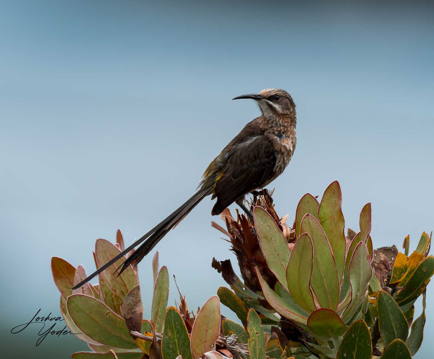 20250108-_SAF9682Capetown8thsocial-media