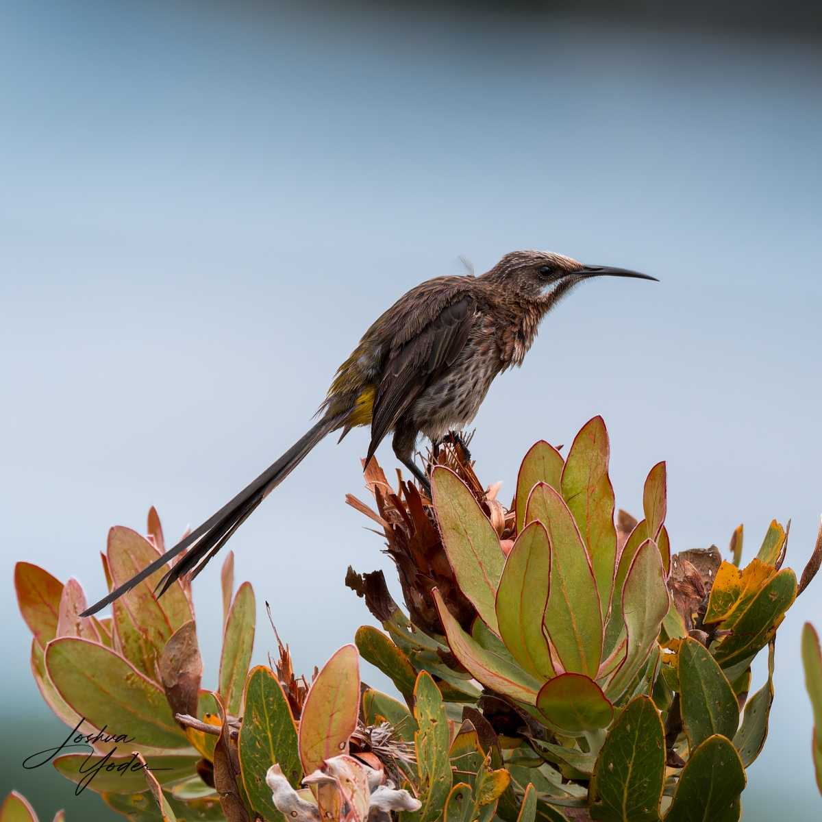 20250108-_SAF9693Capetown8thsocial-media