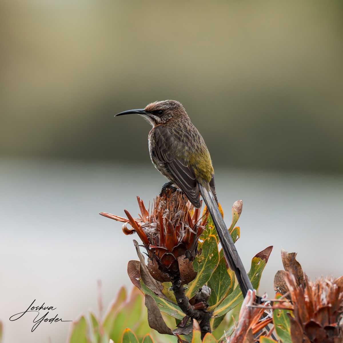 20250108-_SAF9730Capetown8thsocial-media