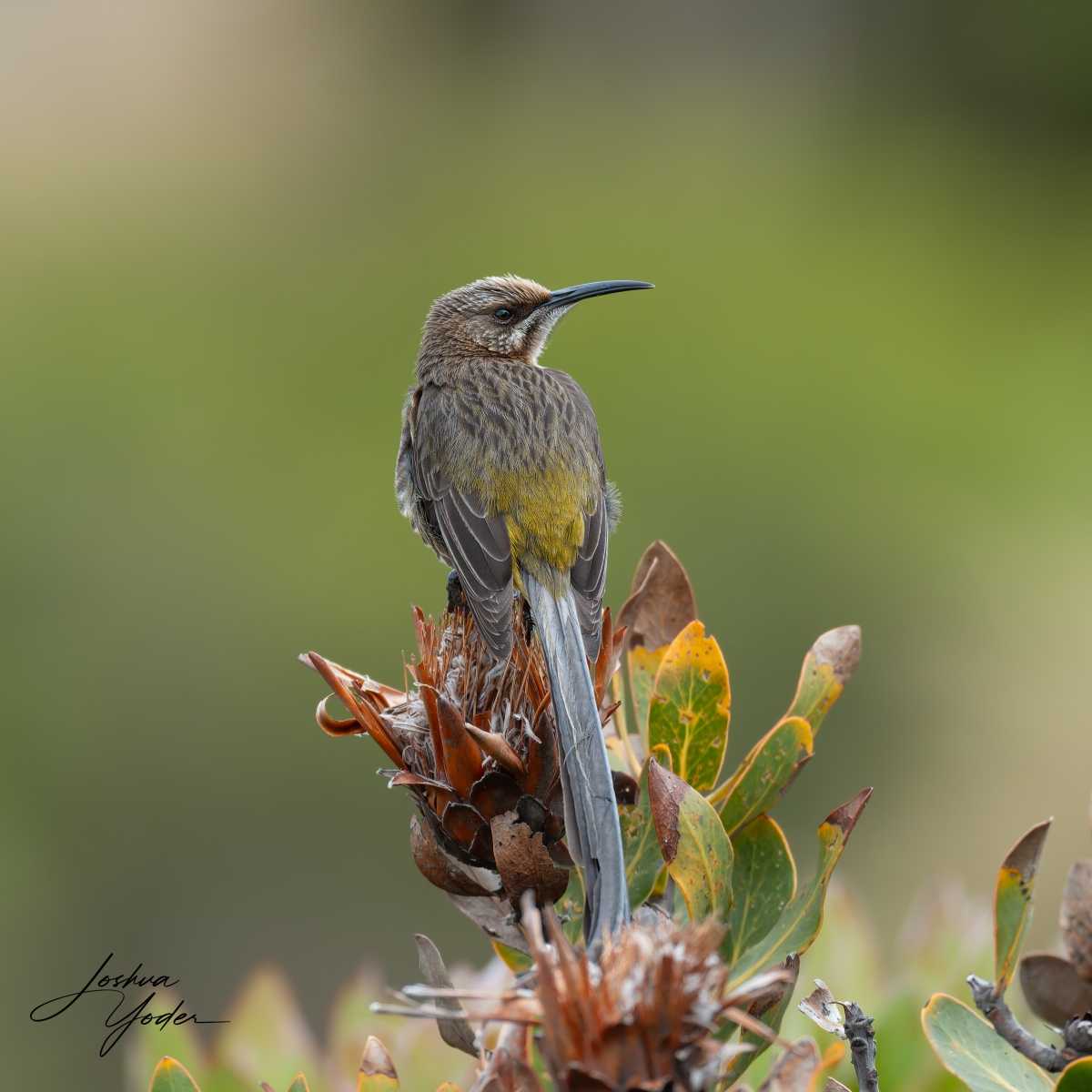 20250108-_SAF9781Capetown8thsocial-media