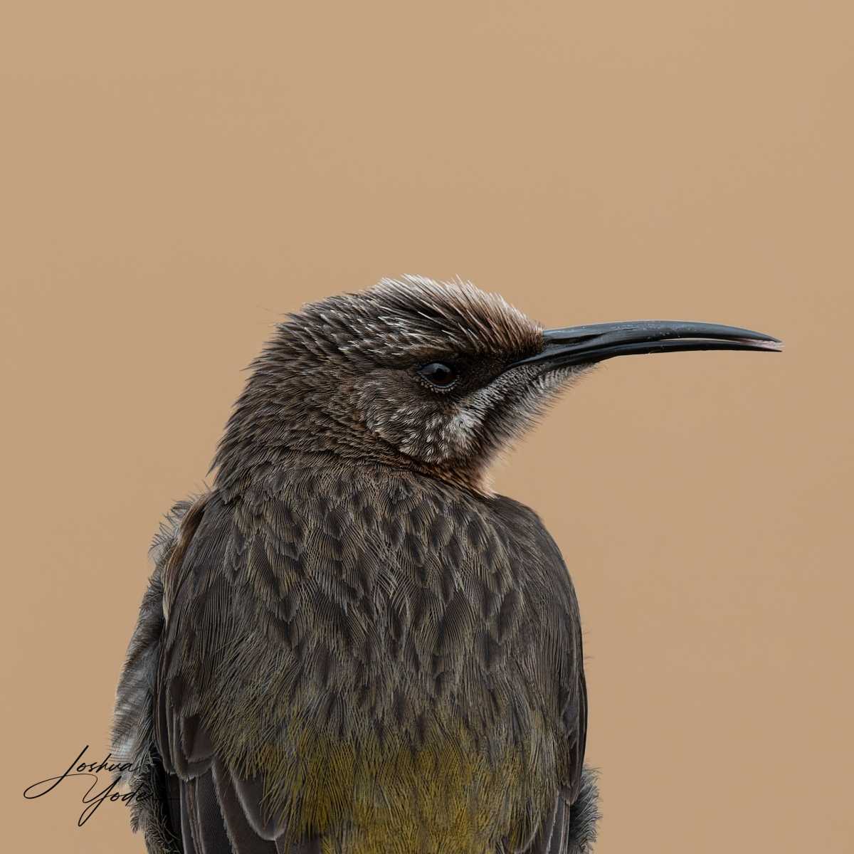 20250108-_SAF9857Capetown8thsocial-media-2