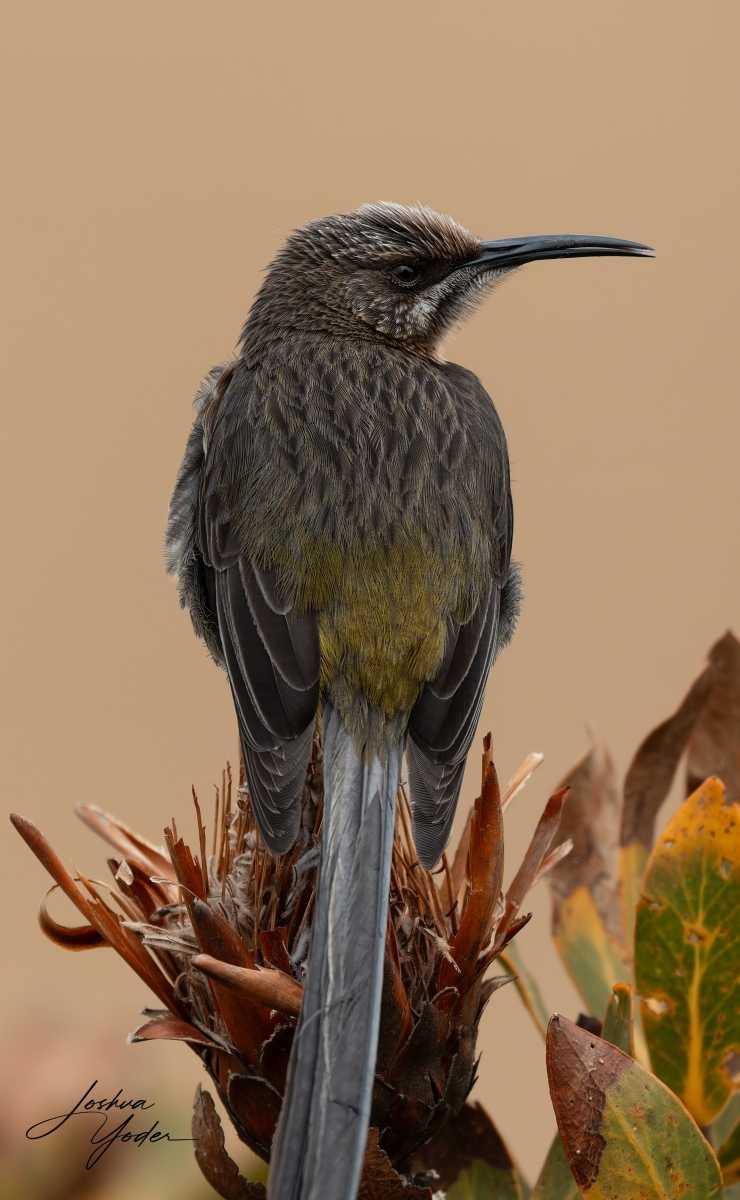 20250108-_SAF9857Capetown8thsocial-media