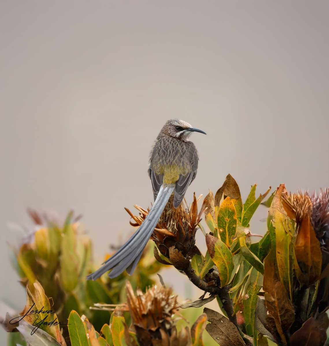 20250108-_SAF9911Capetown8th-Editsocial-media-2