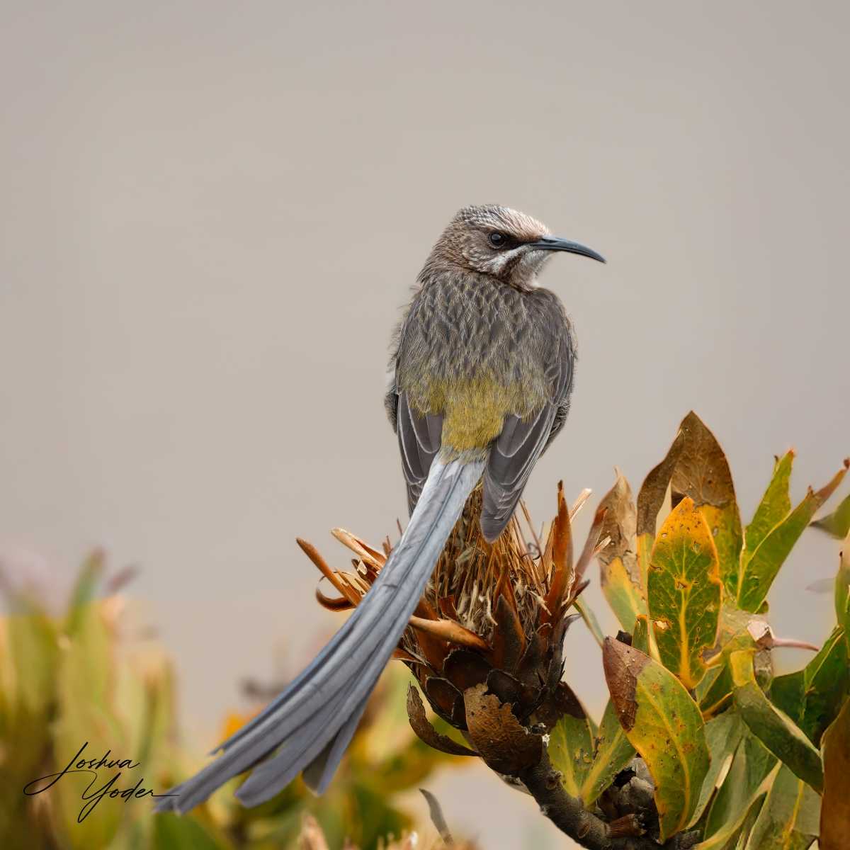 20250108-_SAF9911Capetown8th-Editsocial-media