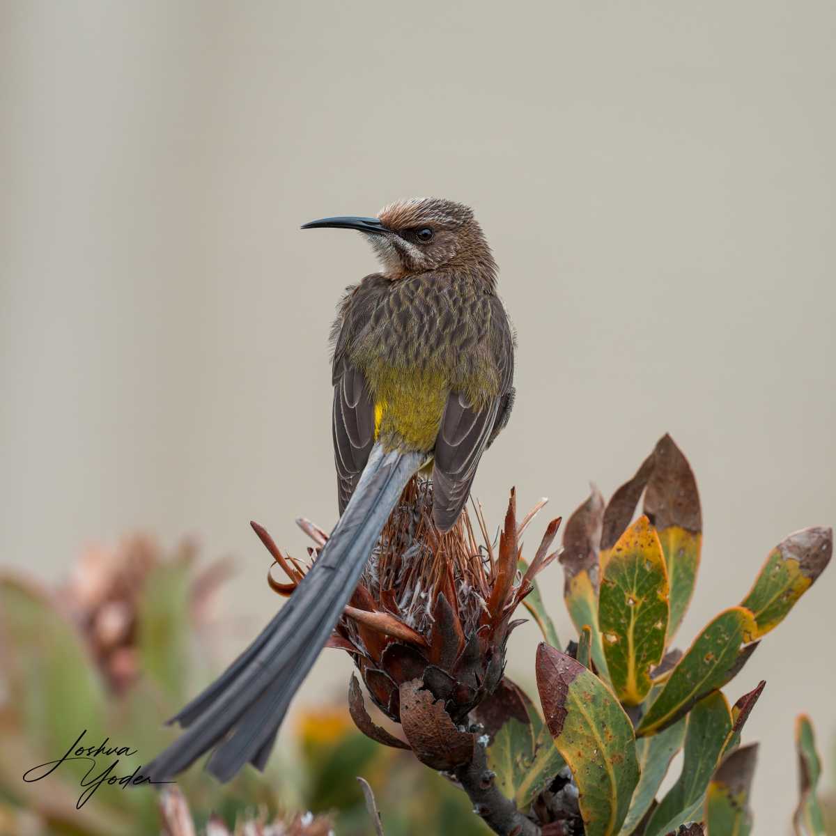 20250108-_SAF9973Capetown8thsocial-media