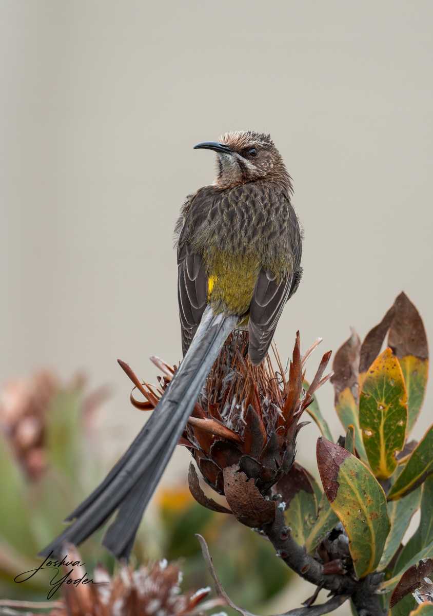 20250108-_SAF9982Capetown8thsocial-media