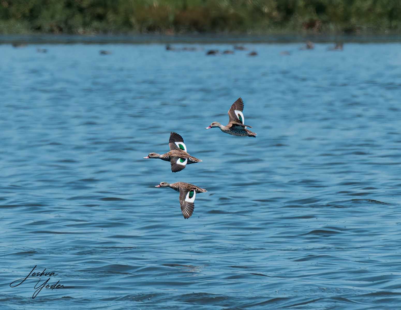 20250107-_SAF4593Capetown7th-2