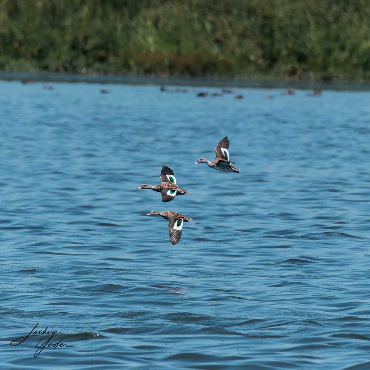 20250107-_SAF4593Capetown7th