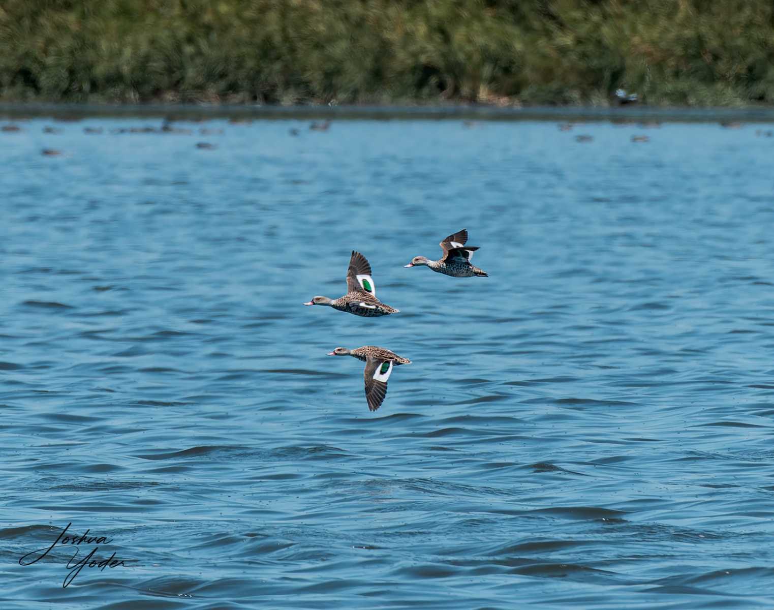 20250107-_SAF4596Capetown7th