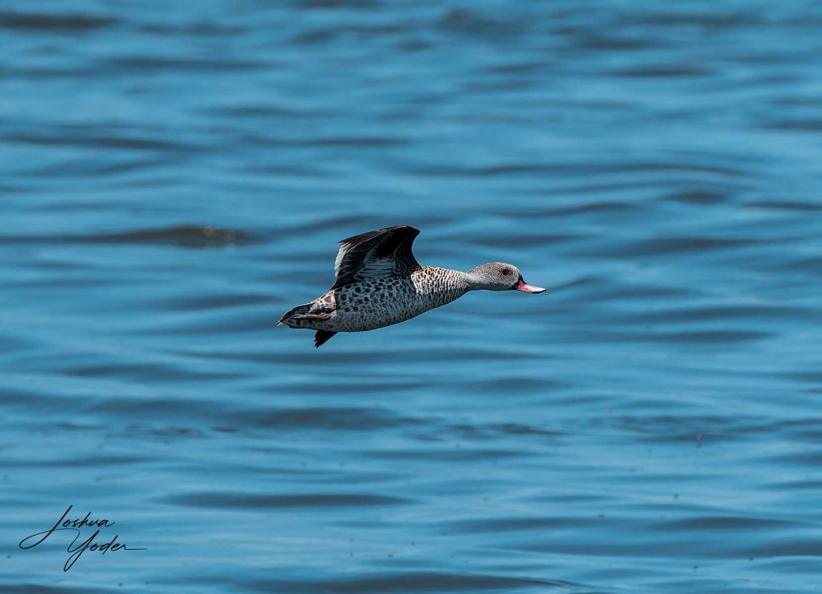 20250107-_SAF4643Capetown7th