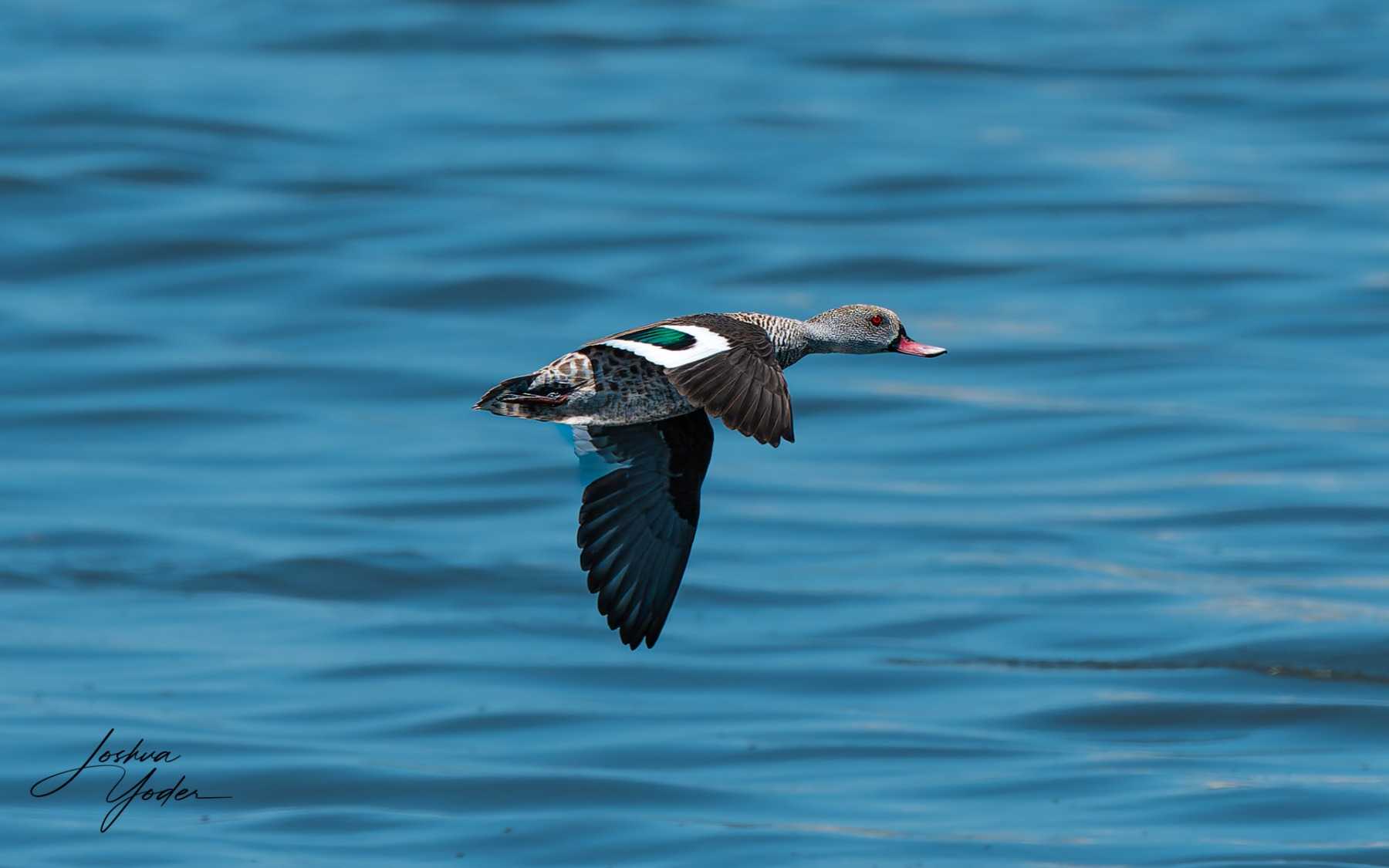 20250107-_SAF4645Capetown7th