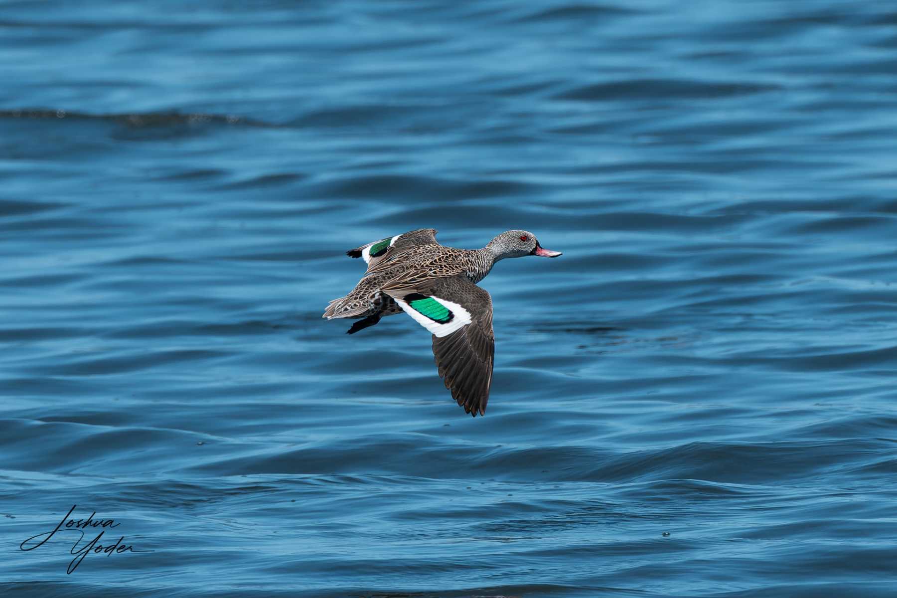 20250107-_SAF4670Capetown7th