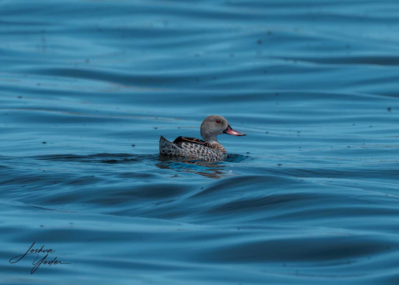 20250107-_SAF5503Capetown7th