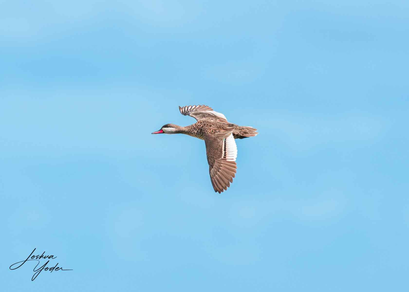 20250107-_SAF7411Capetown7th