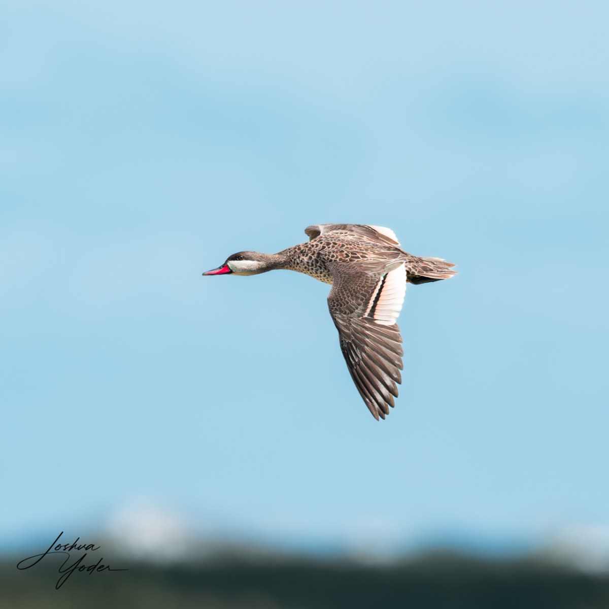 20250107-_SAF7413Capetown7th