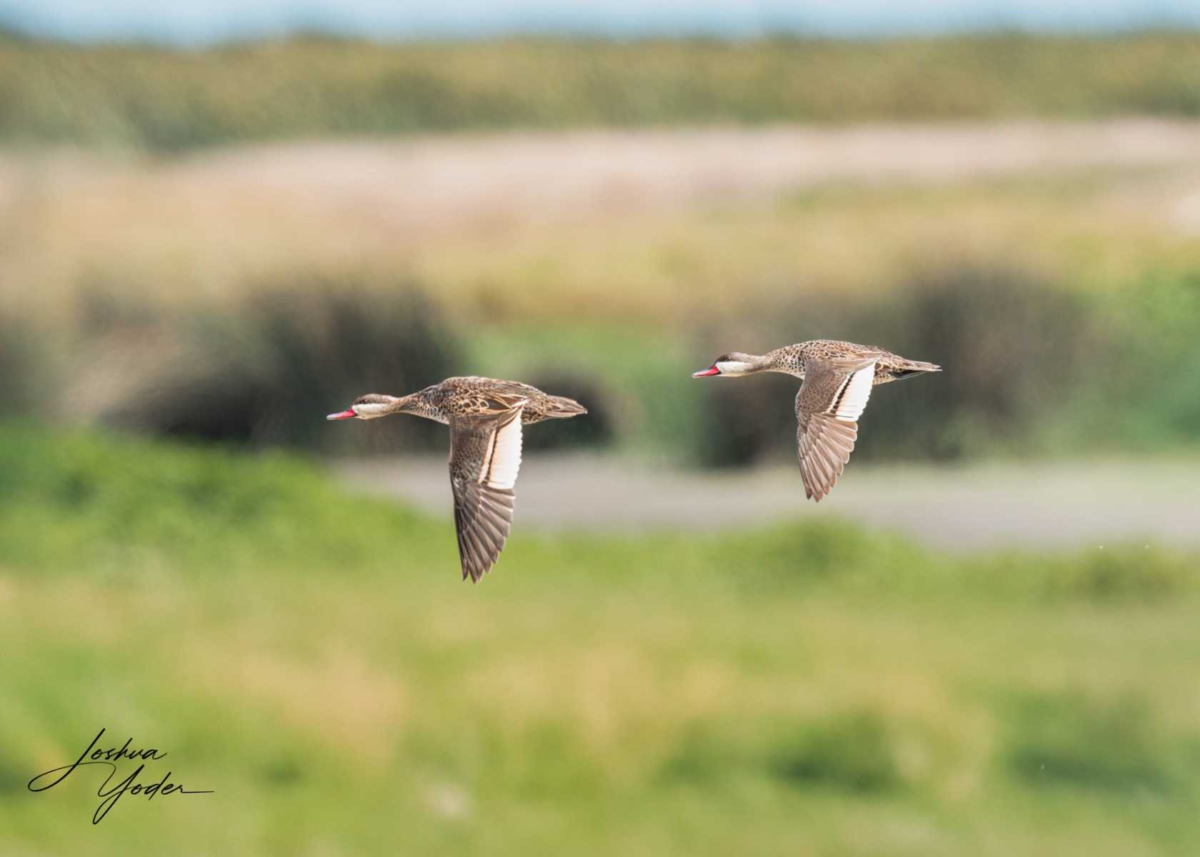 20250107-_SAF7419Capetown7th-Edit