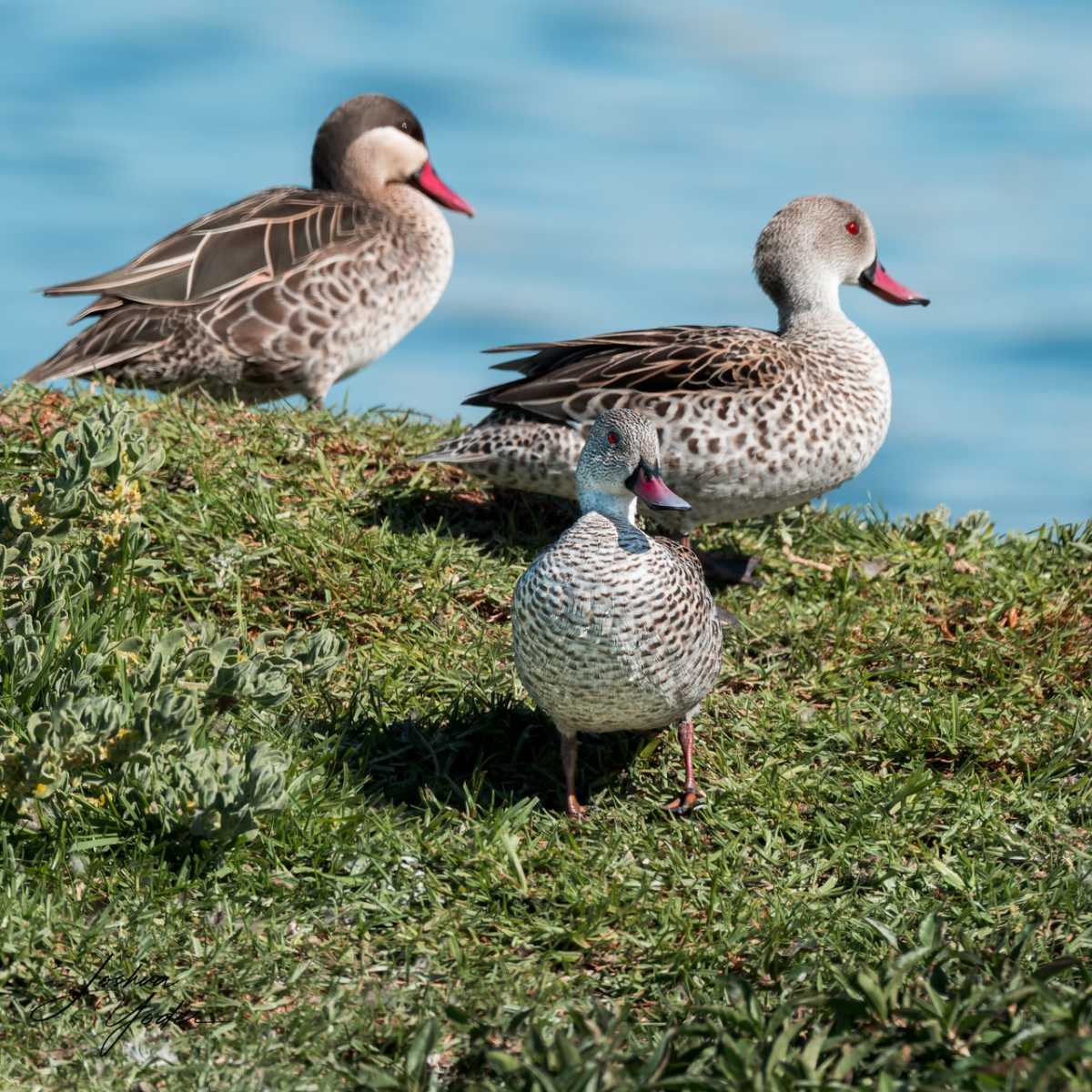 20250107-_SAF8933Capetown7th