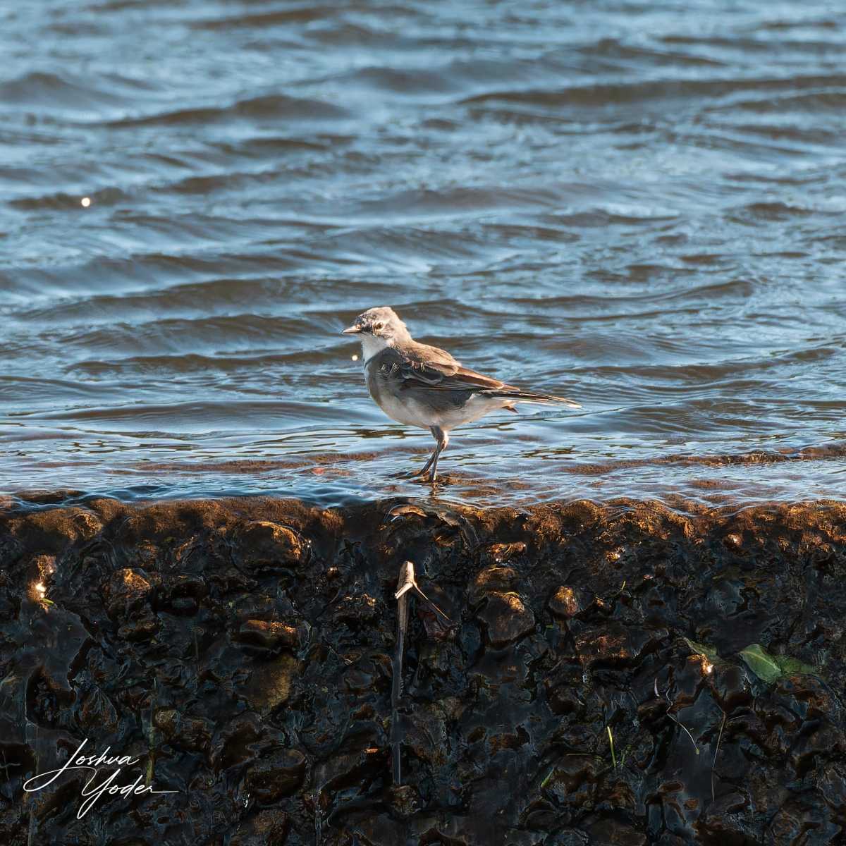 20250106-_SAF1834Capetown6thsocial-media