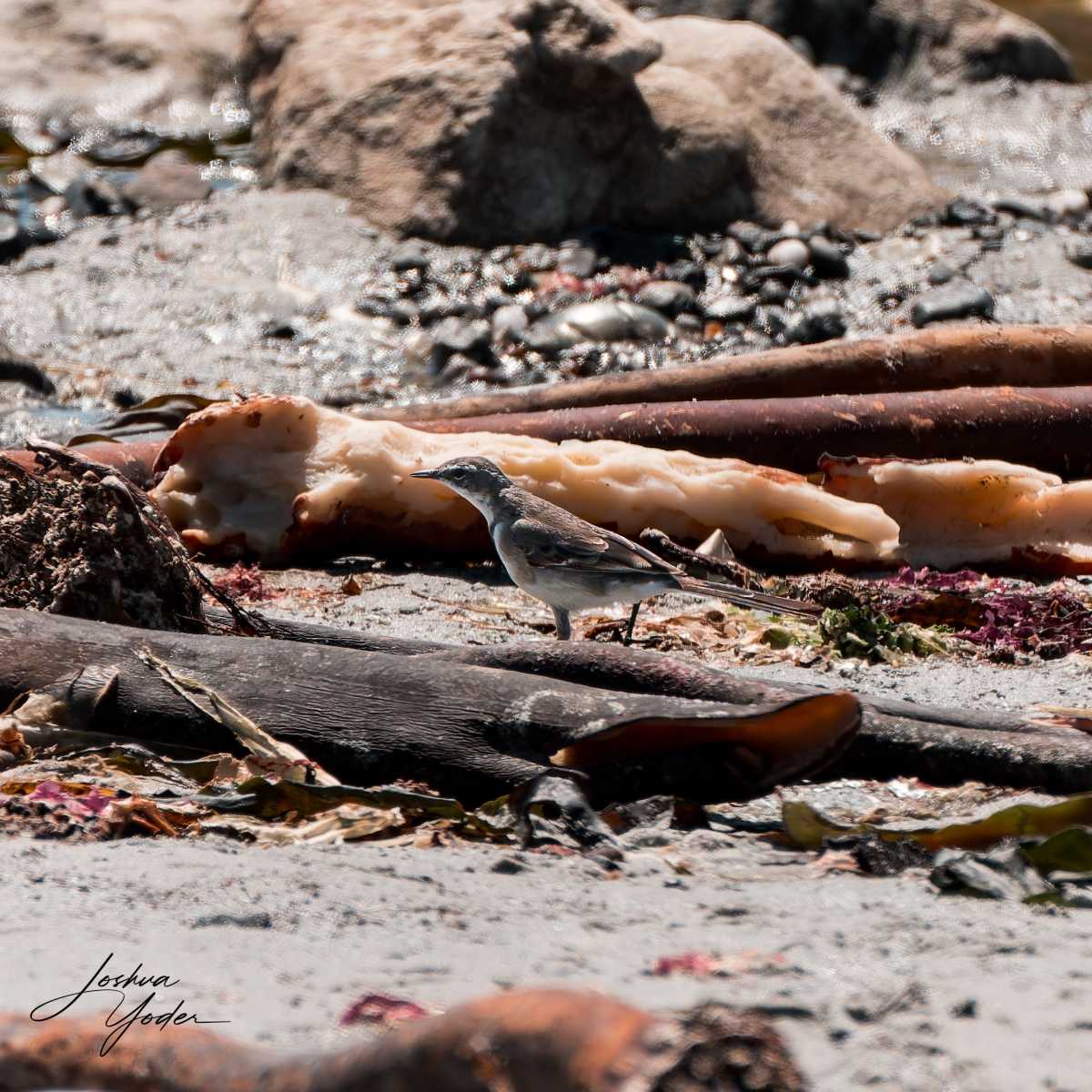 20250106-_SAF9300social-media