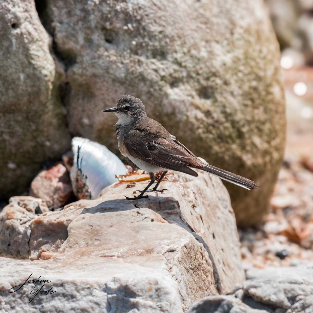 20250108-_SAF1460Capetown8thsocial-media