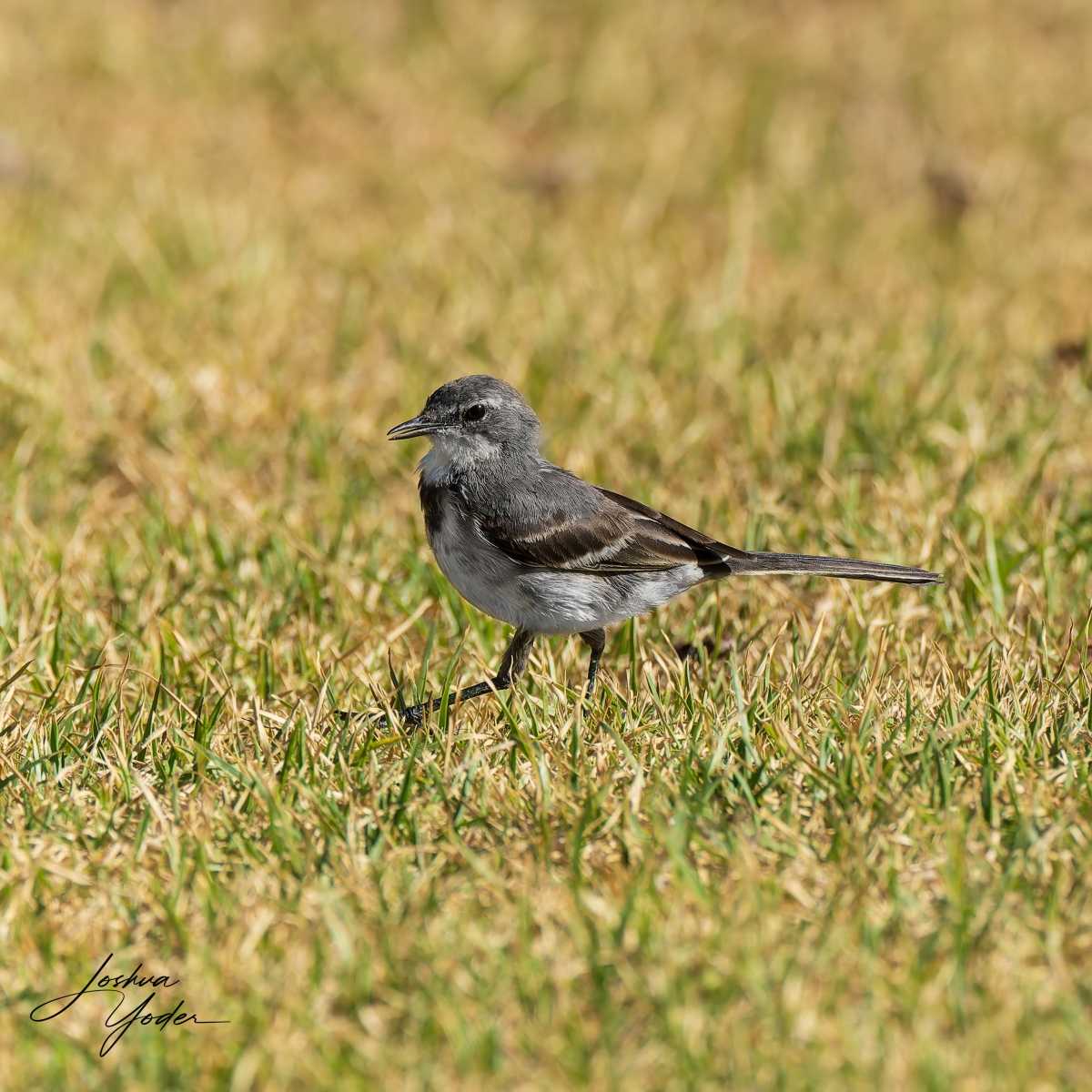 20250109-_STA1768Westerncape9thsocial-media
