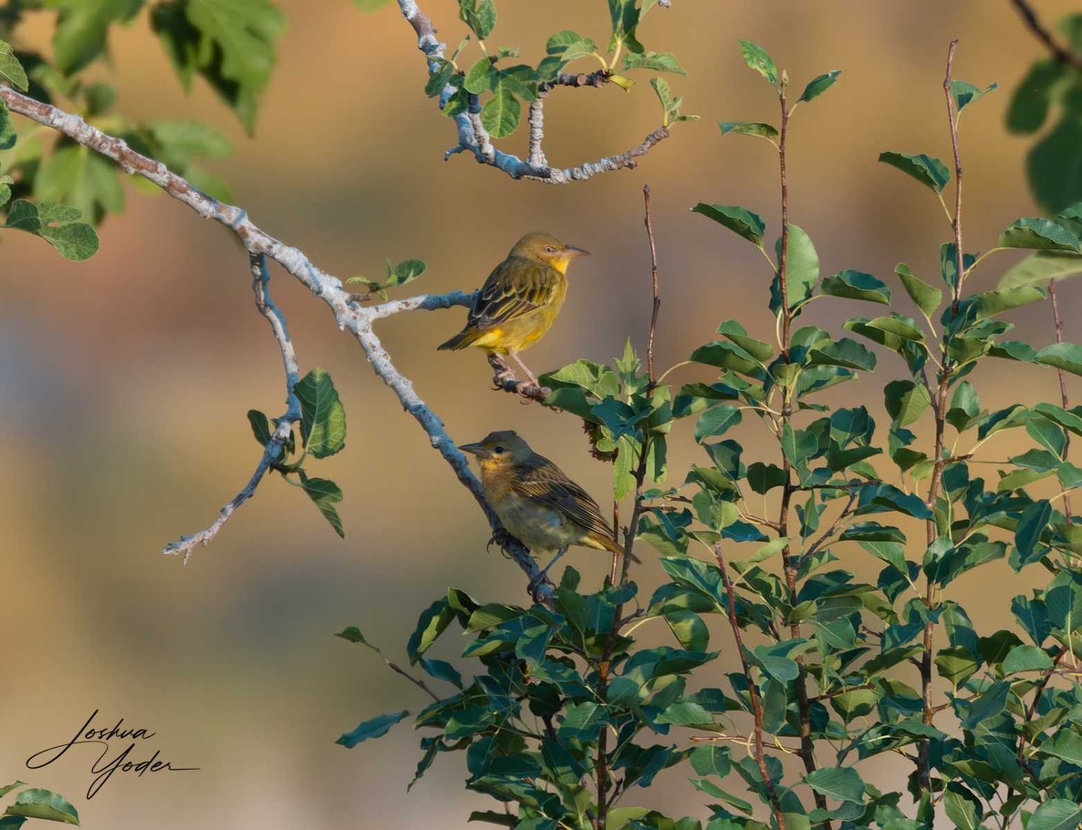 20250109-_SAF1120Westerncape10th