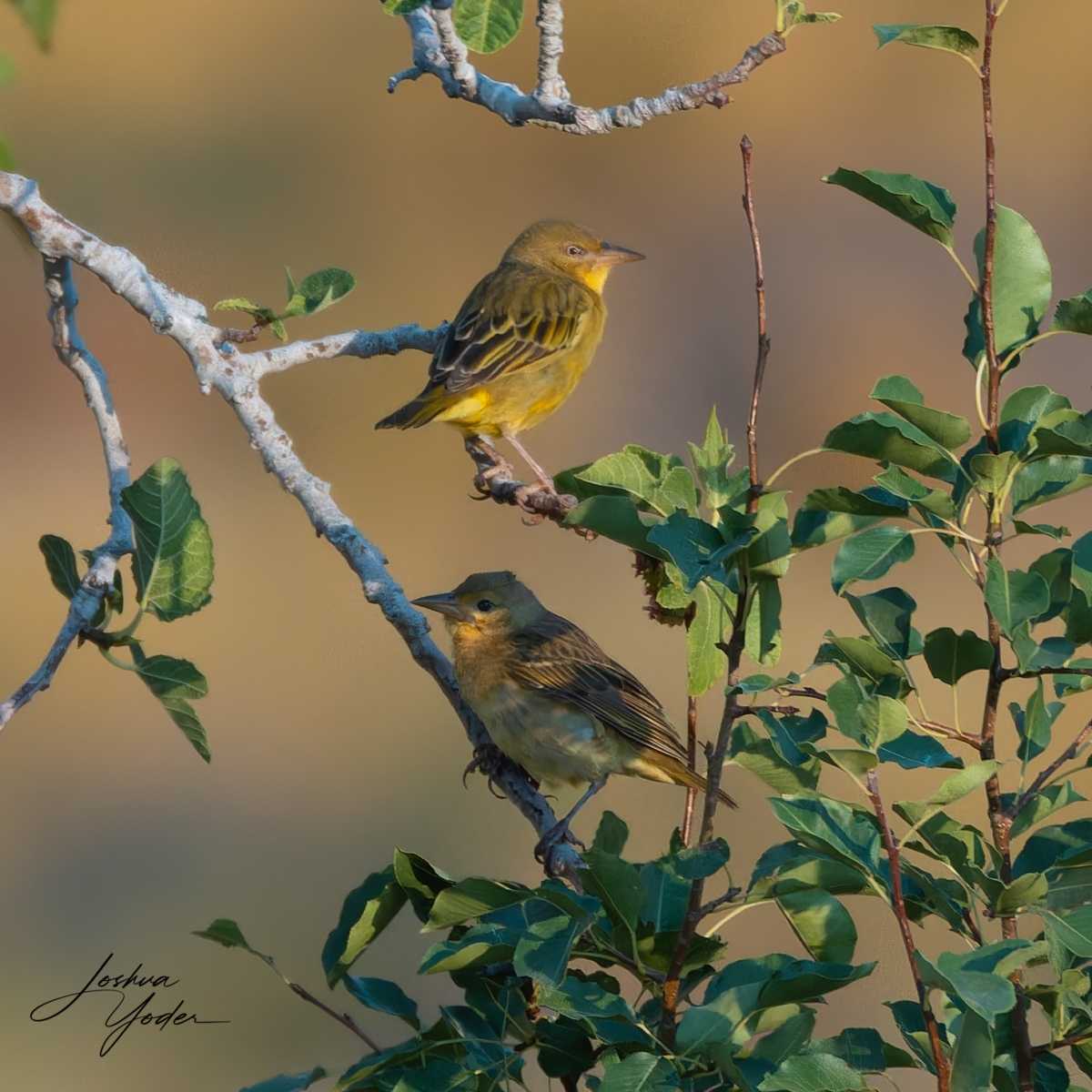 20250109-_SAF1120Westerncape10thsocial-media