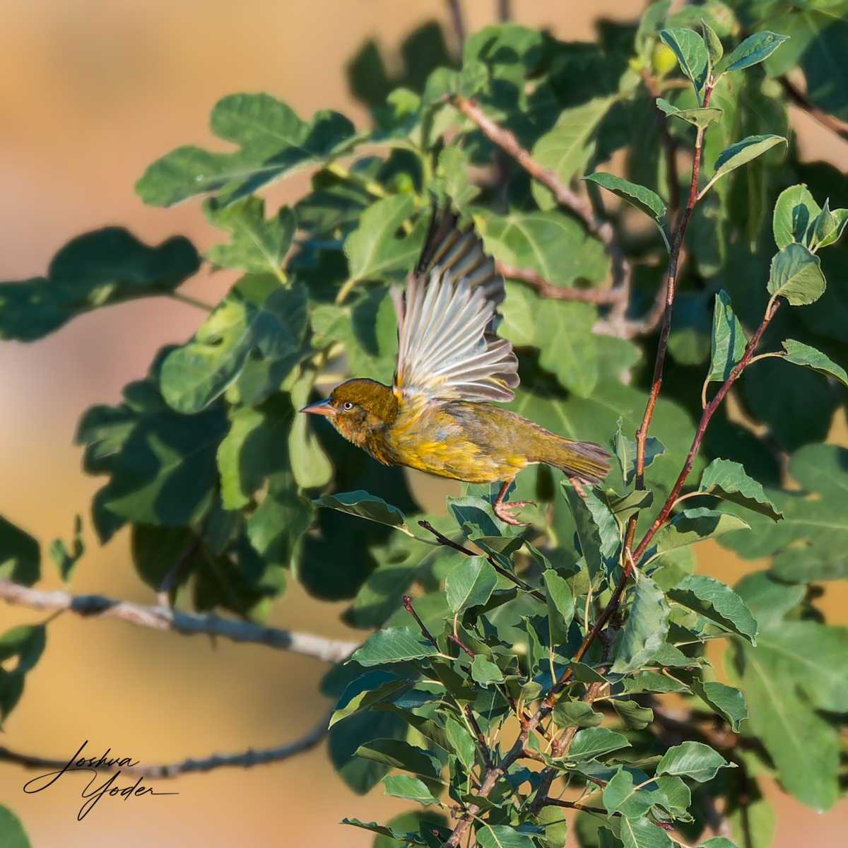 20250109-_SAF1131Westerncape10thsocial-media