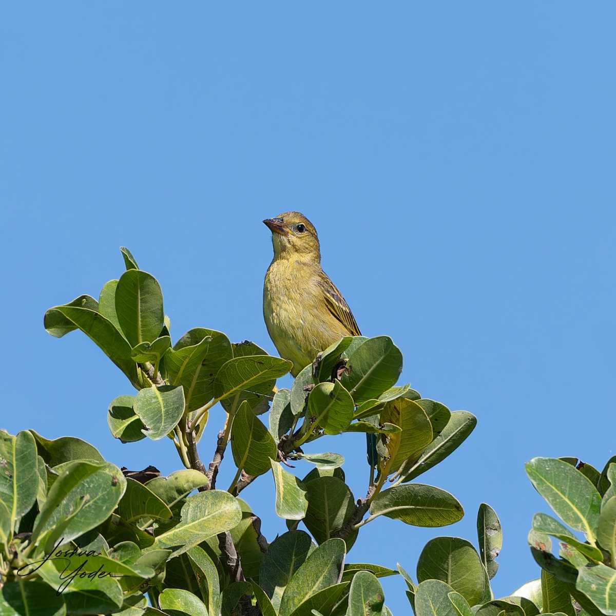 20250109-_STA1841Westerncape9thsocial-media