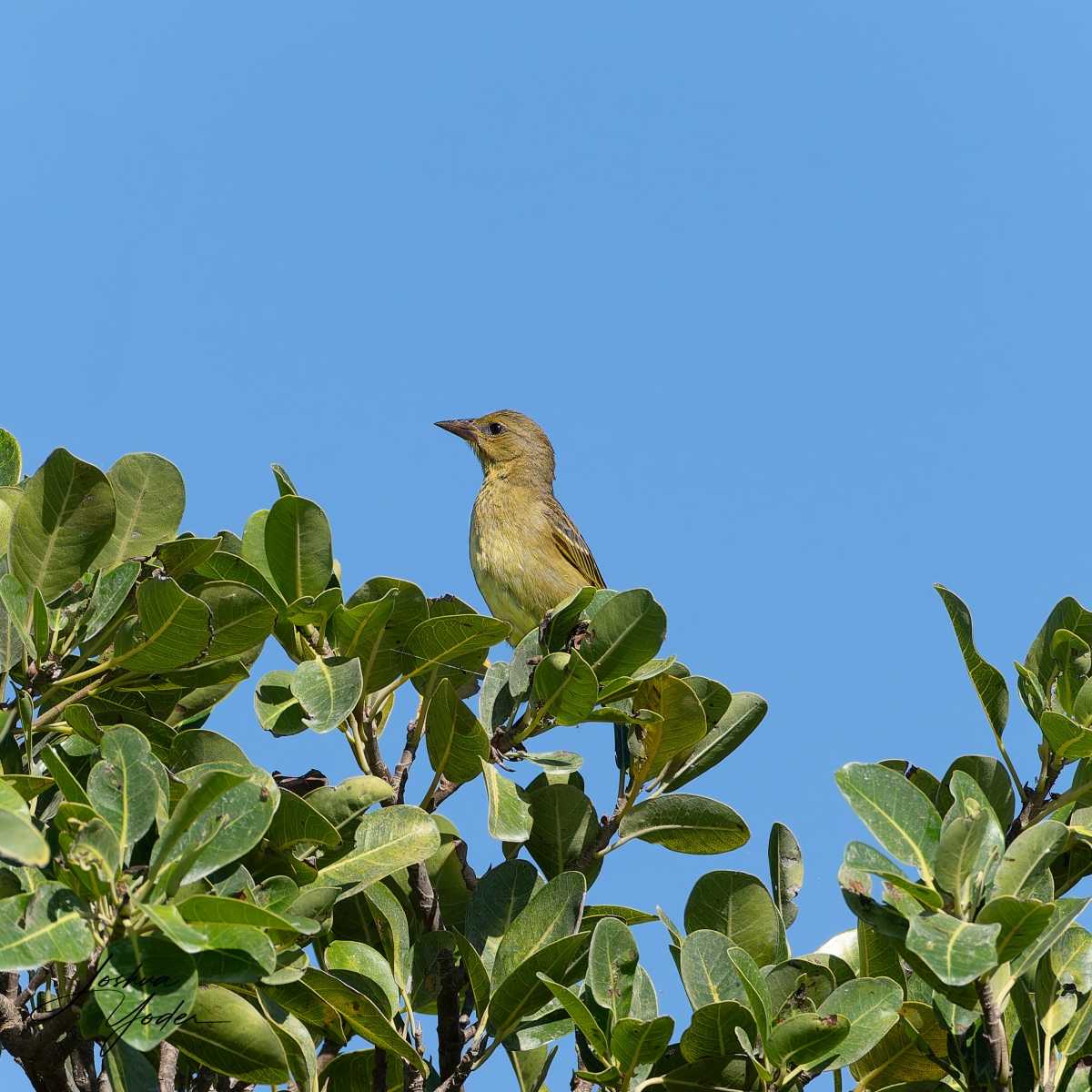 20250109-_STA1843Westerncape9thsocial-media