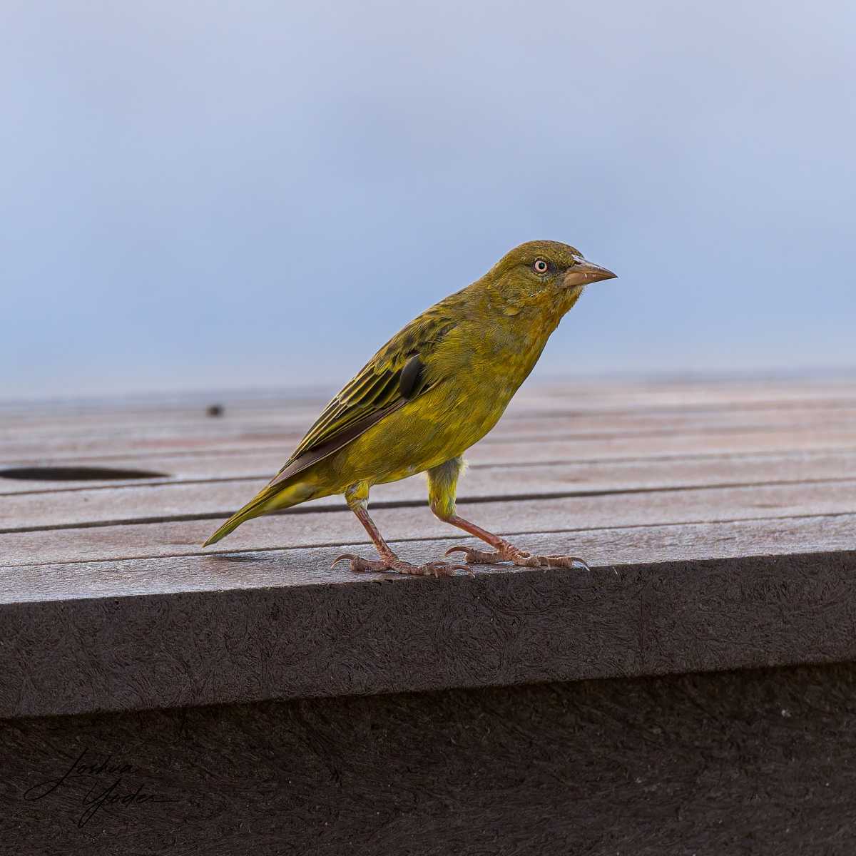 20250111-_STA3414Capetown11thsocial-media