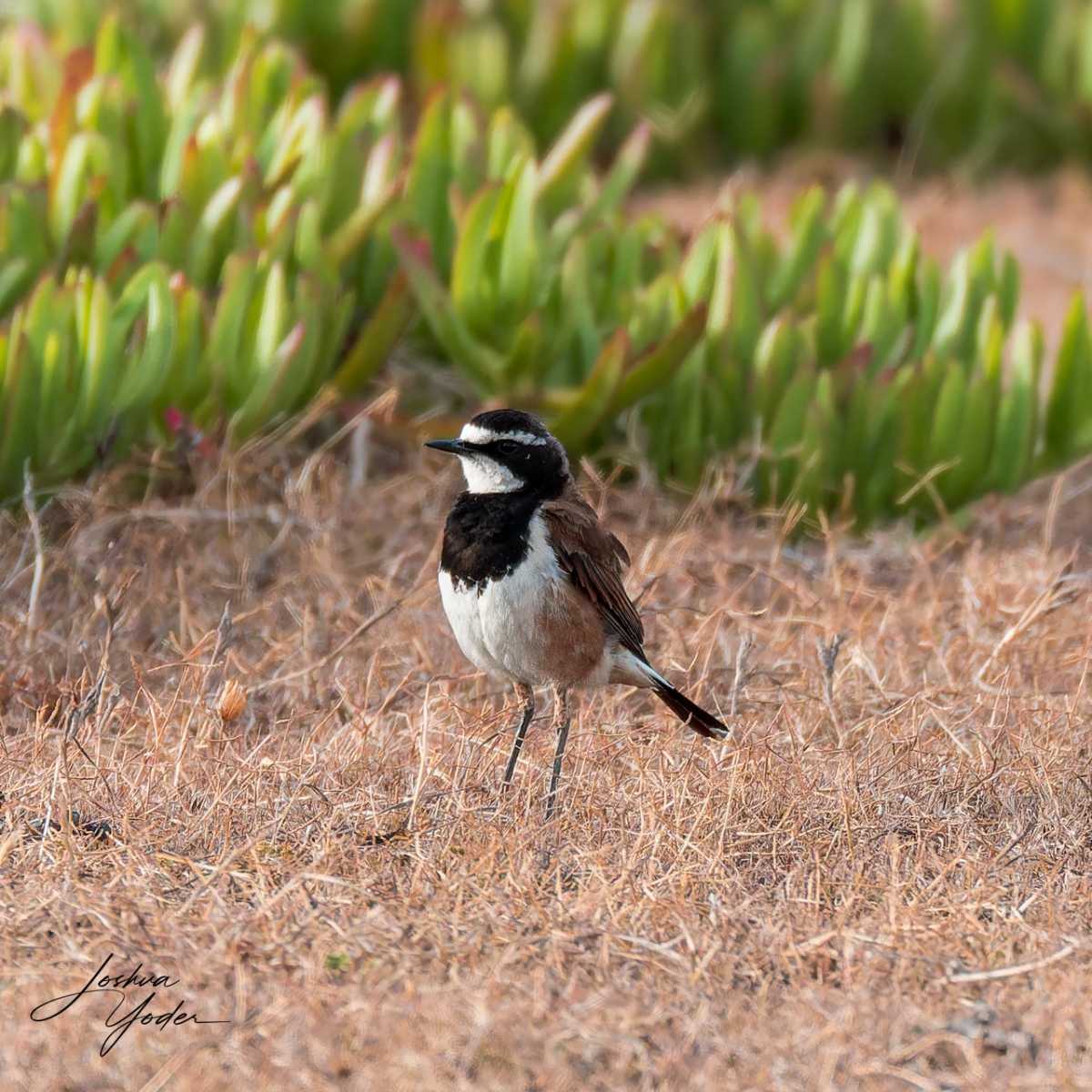 1_20250108-_SAF7030Capetown8th