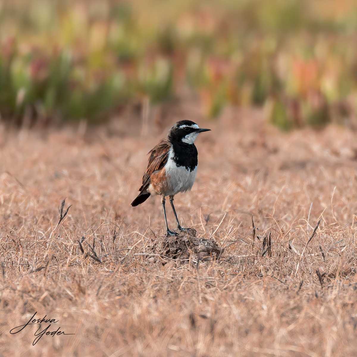 20250108-_SAF7054Capetown8thsocial-media