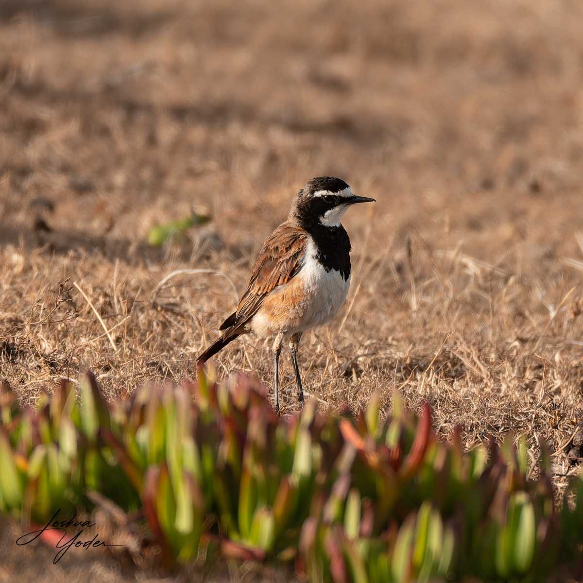 20250108-_SAF7105Capetown8thsocial-media