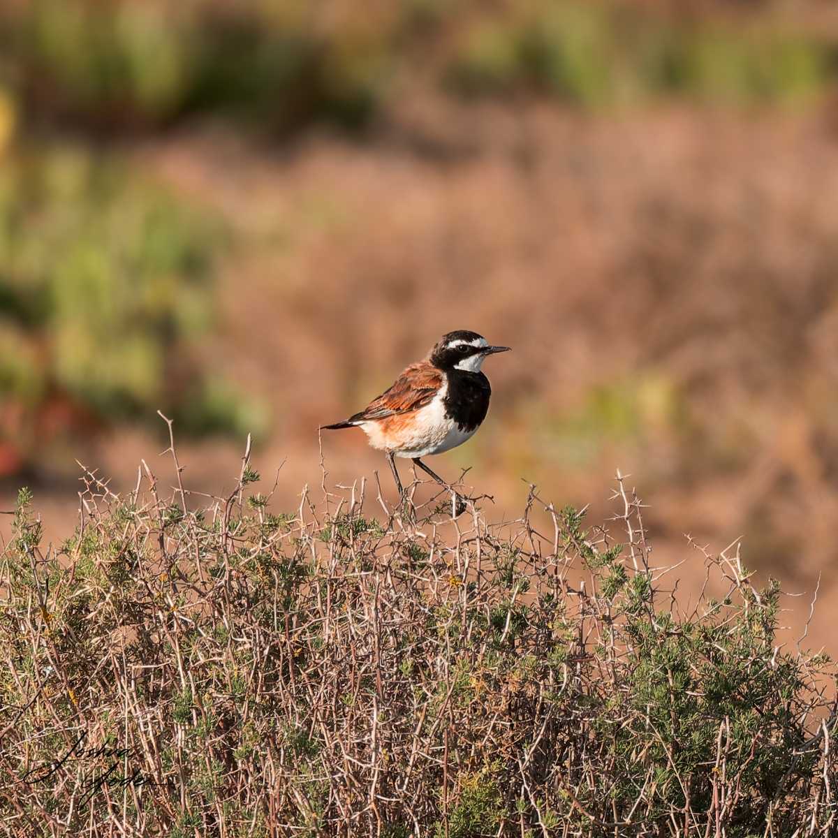 20250108-_SAF7131Capetown8thsocial-media