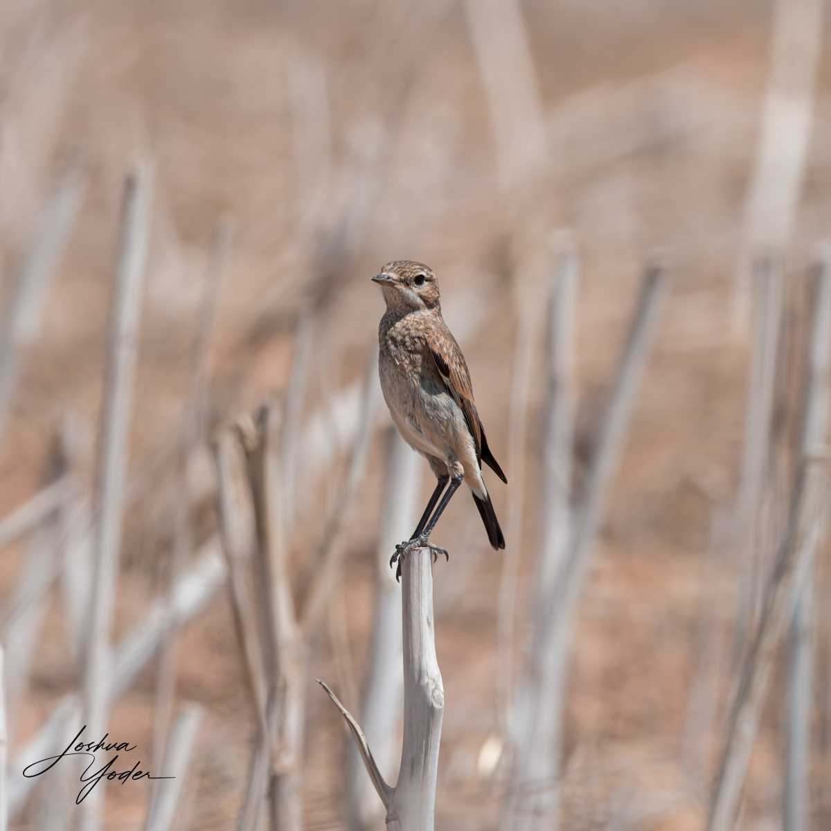 20250109-_SAF9352Westerncape9thsocial-media