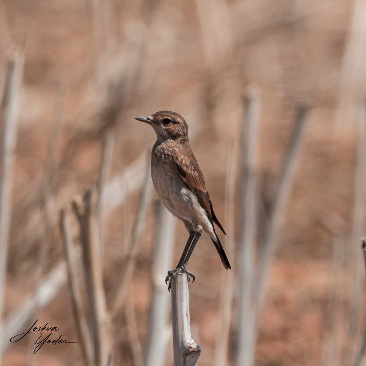 20250109-_SAF9401Westerncape9thsocial-media