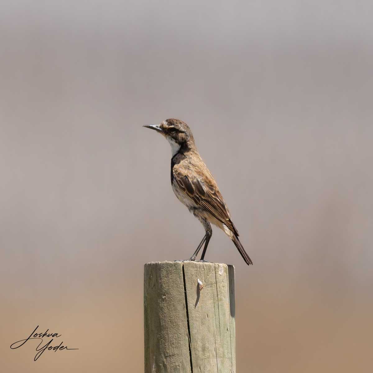 20250109-_STA2227Westerncape9thsocial-media