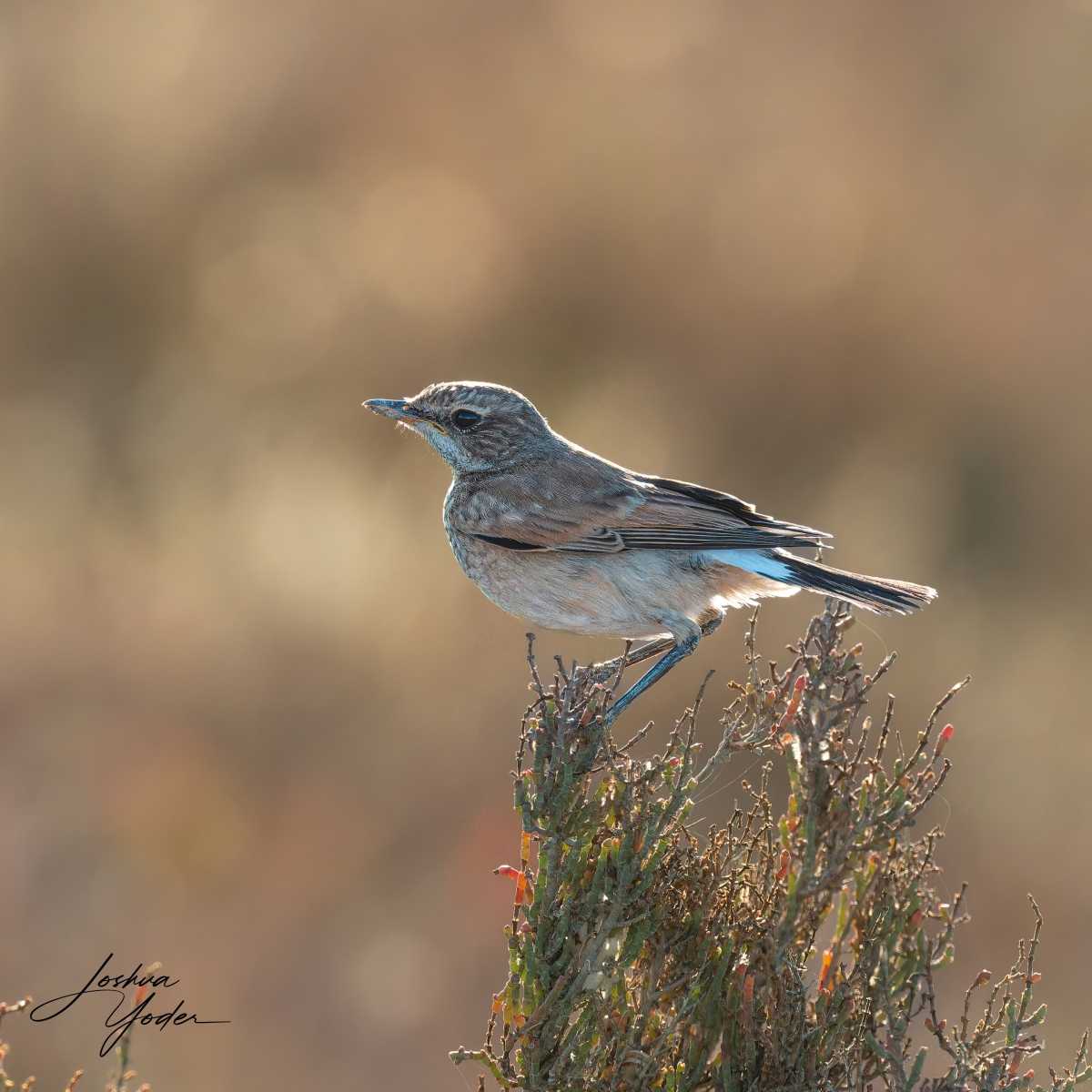 20250110-_SAF5445Westerncape10thsocial-media
