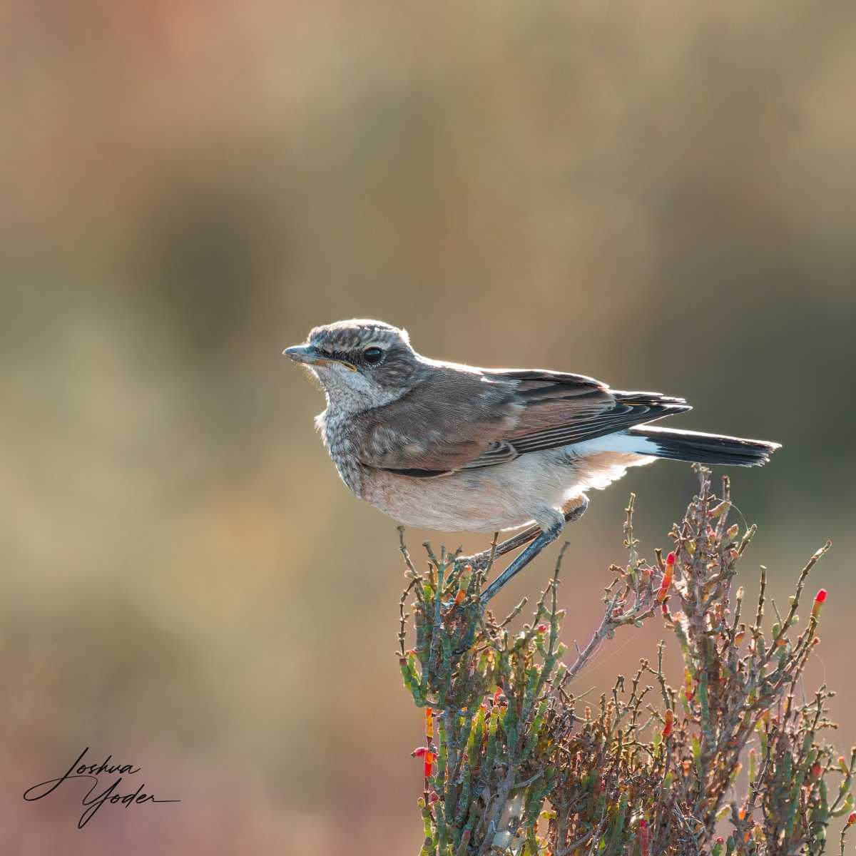 20250110-_SAF5493Westerncape10thsocial-media