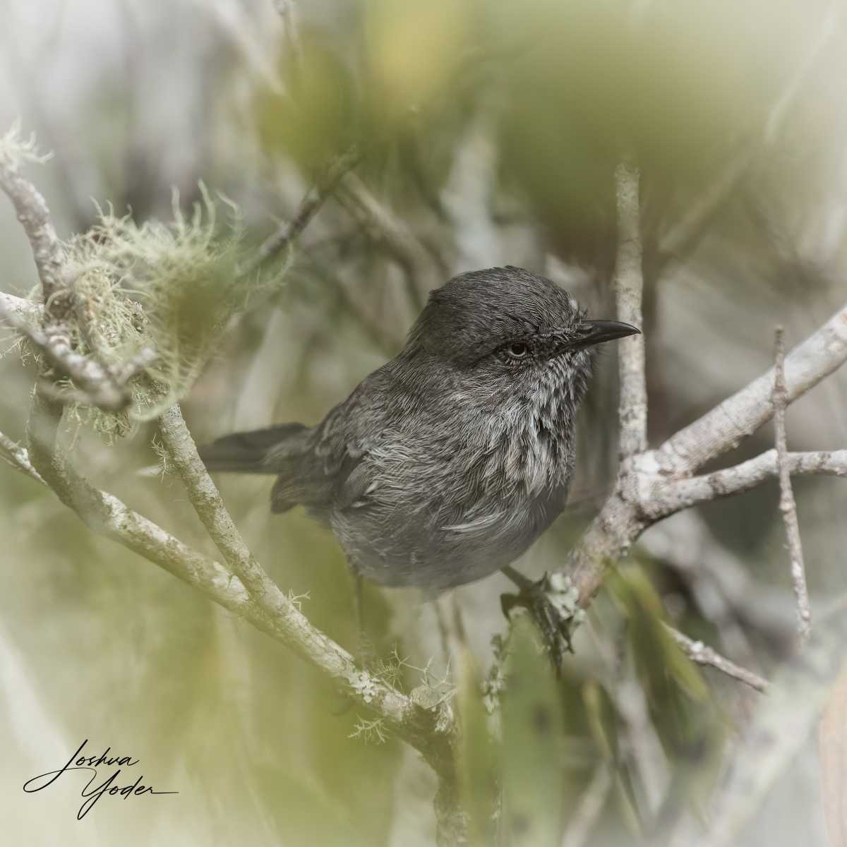 20250111-_SAF0512Westerncape11thsocial-media