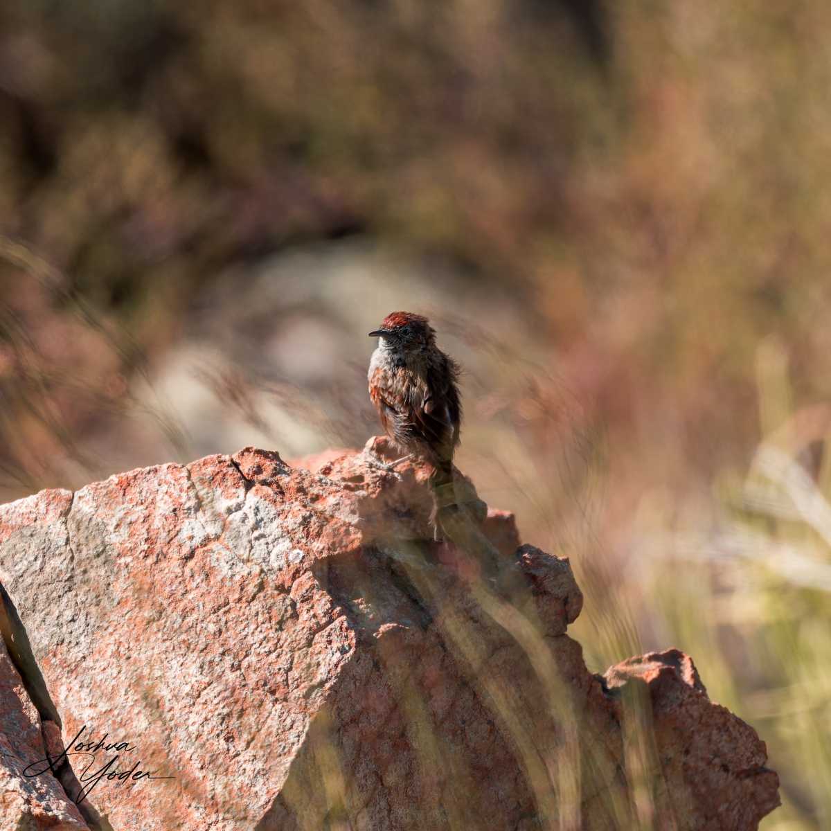 20250110-_SAF1830Westerncape10thsocial-media