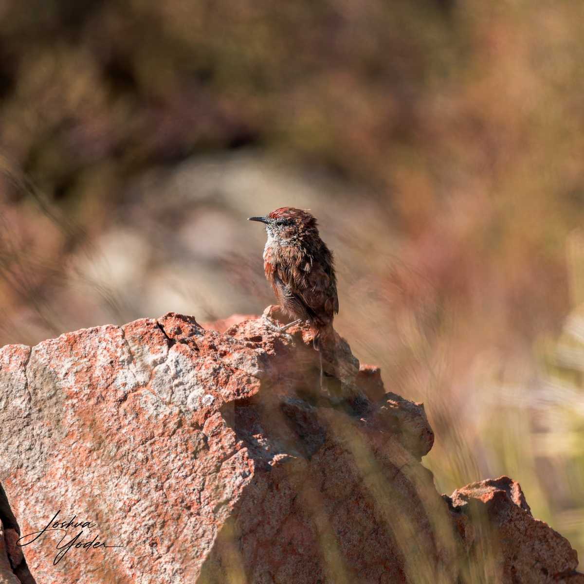 20250110-_SAF1841Westerncape10thsocial-media